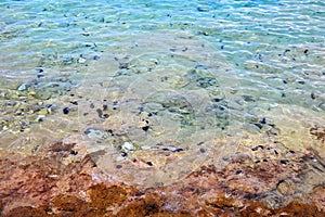 Sea urchins danger in Croatia