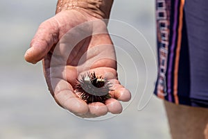 Sea urchins Echinoidea in a man`s hand close-up