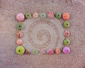 Sea urchins formating blank frame on wet sand