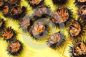 Sea urchins in Greece.