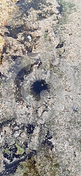 sea urchins on a quiet beach