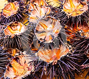 Sea urchins (ricci di mare)