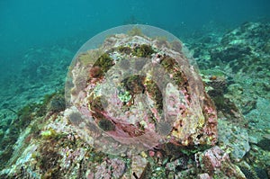 Sea urchins on rocky bottom