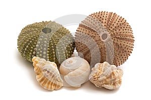 Sea urchins and sea shells