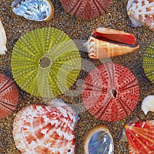Sea urchins and shells on the beach