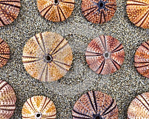 Sea urchins shells on wet sand beach top view