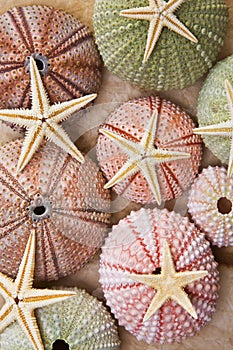 Sea Urchins and Starfish