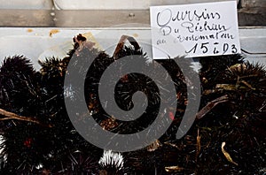 Sea urchins, are typically spiny, globular animals, echinoderms in the class Echinoidea. For sale at the fish market