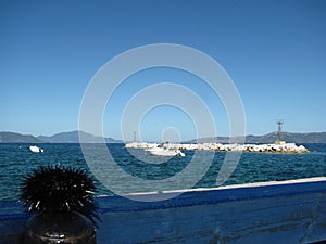 Sea urchins in Evia