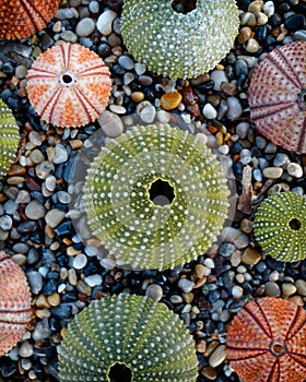 Sea urchins on wet pebbles beach top view, filtered image