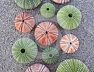 Sea urchins on wet sand beach closeup