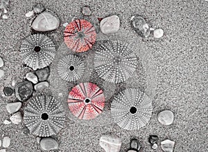 Sea urchins on wet sand beach, filtered image in black, white and red with space for text.