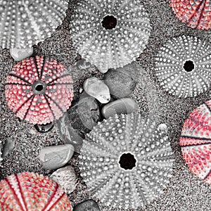 sea urchins on wet sand beach, filtered image in black, white and red