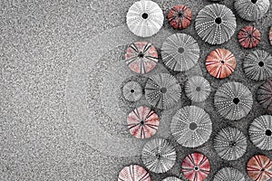 Sea urchins on wet sand beach, filtered image in black, white and red with space for text.