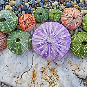 Sea urchins on white rock and pebbles beach