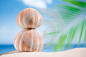 Sea urchins on white sand beach