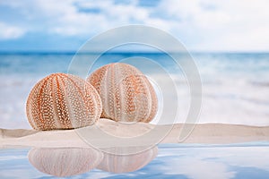 Sea urchins on white sand beach