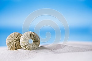 Sea urchins on white sand beach