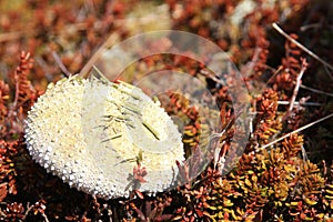 Sea urcin carapace with needles