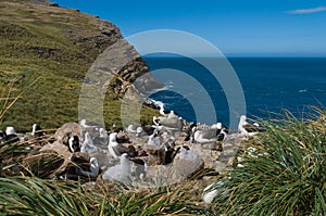 Sea view of albatross breeding colony