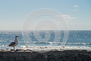 Sea view at Atlantic coast with sea mew