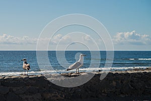 Sea view at Atlantic coast with sea mew