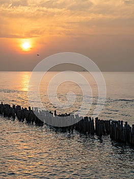 Sea view near mangrove forest with man made wooden barrier for wave protection, under morning twilight colorful sky