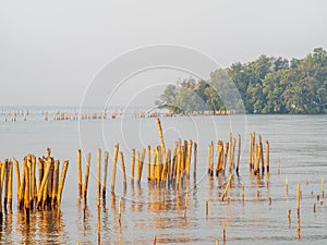 Sea view near mangrove forest with man made wooden barrier for wave protection, under morning twilight colorful sky