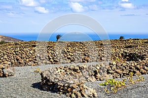 Sea view over the nature stone walls of a vineyard, Lanzarote