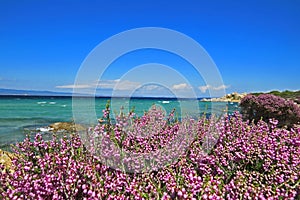 Sea view from the shore with flowers close up in front