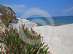 Sea view from the shore with a grass close up in front