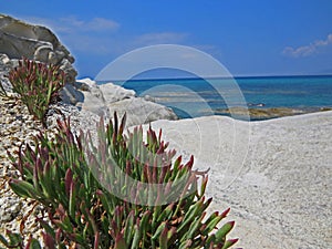 Sea view from the shore with a grass close up in front