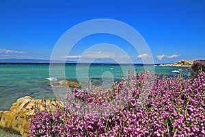 Sea view from the shore with flowers close up in front