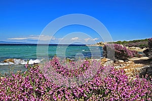 Sea view from the shore with flowers close up in front