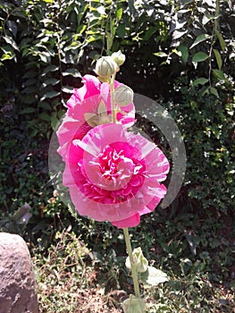 Fly with sky vivers forests