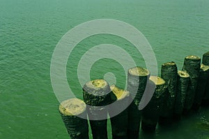 Sea water with palm tree fence.