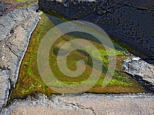 sea water puddle with light green algas