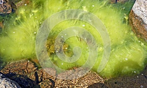 Sea water puddle with light green algas