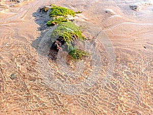 the sea water recedes and remains of moss and snails photo