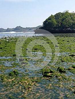 when the sea water recedes, the view of the sea moss is enchanting photo