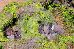 sea water and seaweed