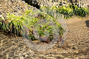 Sea water wets the seaweeds on rough rocks at empty sandy beach. Summer sunny day