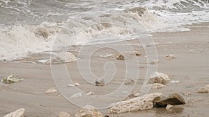 Sea waves crash on the coast