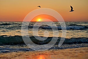 Sea waves and flying seagulls on the background of red sunset