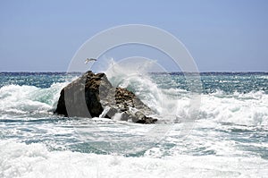 Sea waves , a rock and a seagull