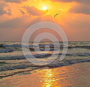 Sea waves and seagull flies against the background of setting sun