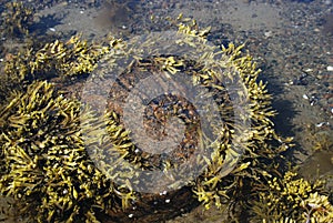 Sea waves shake fukus near the stone