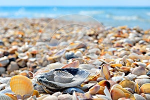 Sea waves washed clean beach made of shells.