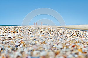 Sea waves washed clean beach made of shells.