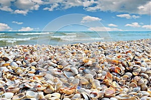 Sea waves washed clean beach made of shells.